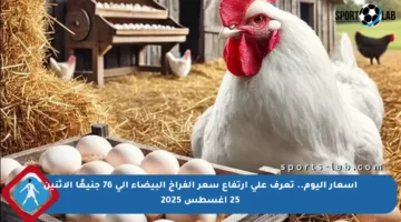 أسعار اليوم.. تعرف على ارتفاع سعر الفراخ البيضاء إلى 76 جنيهًا الاثنين 25 أغسطس 2025